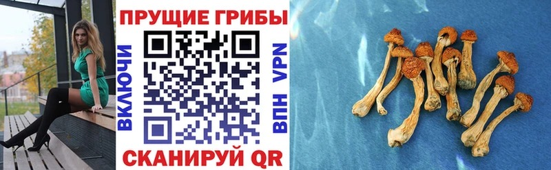 MEGA   Цимлянск  Галлюциногенные грибы Cubensis 